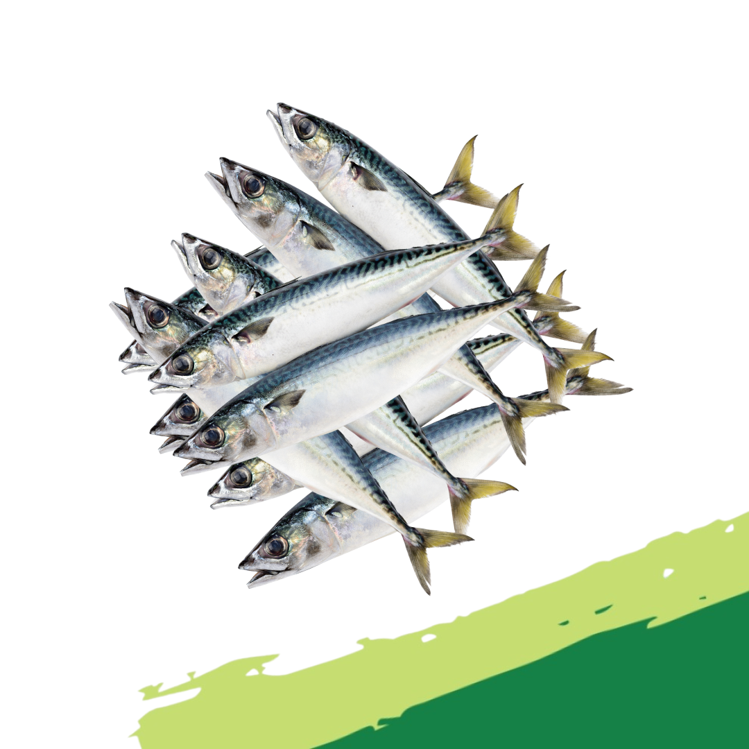 Atlantic Mackerel - 5kg