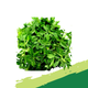 Fresh Waterleaf