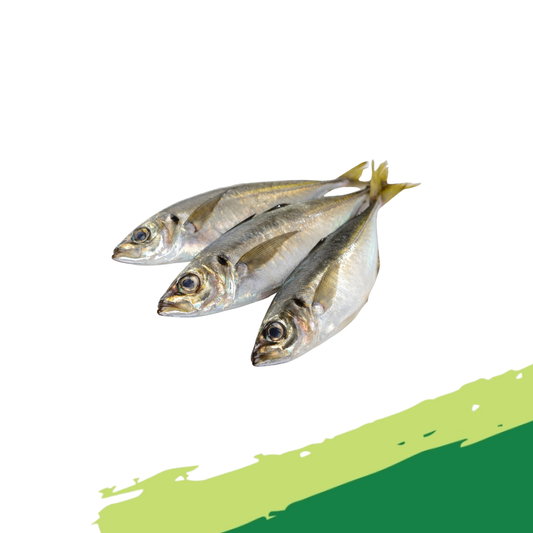 Jack Mackerel
