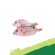 Red Snapper (Box)