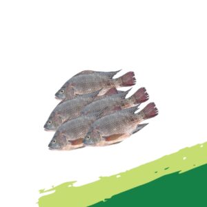 Tilapia