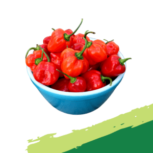 Scotch Bonnet Peppers